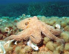 Image result for Octopus Moving