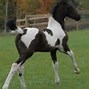 Image result for Friesian Sport Horse