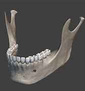 Image result for Skeleton Jaw Open