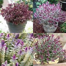 fiori da vaso perenni fiori da balcone perenni con piante da fioriera e piante fiori da vaso perenni fiori da balcone perenni con piante da fioriera e piante