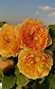 Image result for Golden Rose Laxquer 100