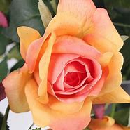 Image result for Tovch Rose Red