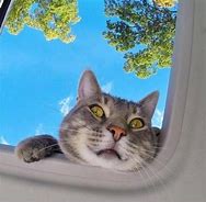 Image result for Cat Selfie Wallpaper