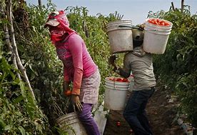 Image result for Mexicans Picking Fruit