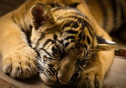 Image result for Baby Tiger vs Cat