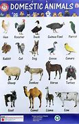 Image result for domesticated animal sound