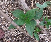 Image result for Lilac Leaves Drooping