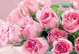 Image result for Floral Rose Background