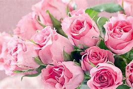 Image result for Pink Roses Video Background