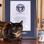 Image result for Guinness World Record Cat