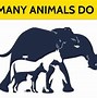 Image result for How Many Animals Can You Find Answers