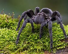 Image result for Goliath Spider