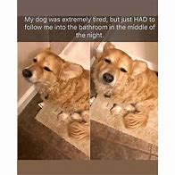 Image result for Derision Dog Memes