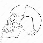 Image result for Human Skull Side View