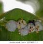 Image result for Megachiroptera