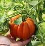 Image result for Largest Tomato Ever Grown
