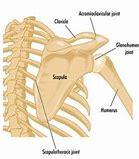 Image result for scromial