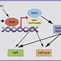 Image result for Chart On Screen Prevent and Management Ofcancer