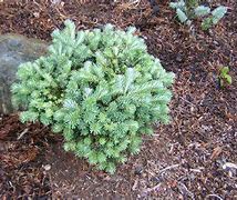 Image result for Abies veitchii Rumburk