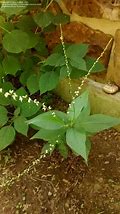 Image result for Persicaria virginiana Lance Corporal