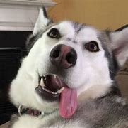 Image result for Funny Husky Images