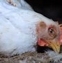 Image result for Avian Diseases