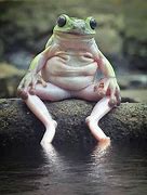 Image result for Frog Like Human Face