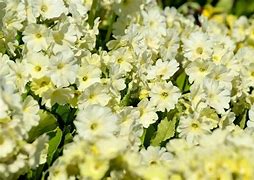 Image result for Primula x pubescens Bewerly White