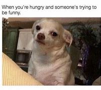 Image result for Laughing Chihuahua Meme