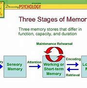 Image result for Memory Storage Model