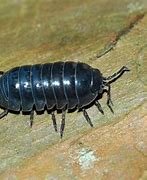 Image result for Underneath a Giant Pill Bug