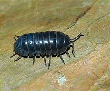 Image result for Largest Pill Bug