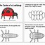 Image result for Ladybug Life Cycle Kindergarten Activity
