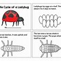 Image result for Ladybug Life Cycle Preschool
