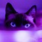 Image result for Purple Cat Live Wallpaper