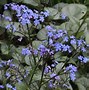 Image result for BRUNNERA MACR. LOOKING GLASS