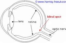Image result for Layers of Retina 3D App