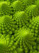 Image result for Patterns in Nature Phone Picture