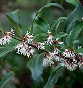 Image result for Sarcococca hookeriana digyna