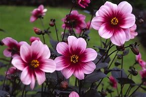 Image result for Dahlia Wishes N Dreams