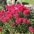 Image result for Phlox Starfire (Paniculata-Group)