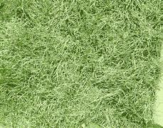 Image result for Grass Texture Top View HDR PNG