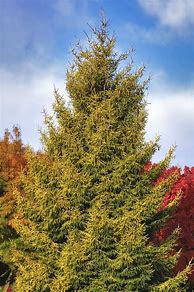 Image result for Picea Orientalis Skylands