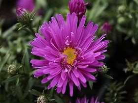 Image result for Aster Bahamas (Dumosus-Group)