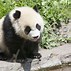 Image result for Giant Panda Climbing
