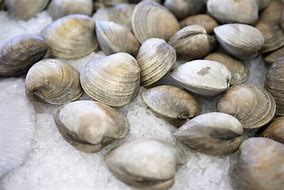 Image result for Clam