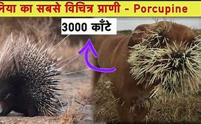 Image result for Porcupine Meaning in Hindi