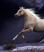Image result for Beautiful Horse Backgrounds