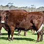 Image result for Sussex Cattle