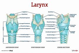 larynx 的图像结果